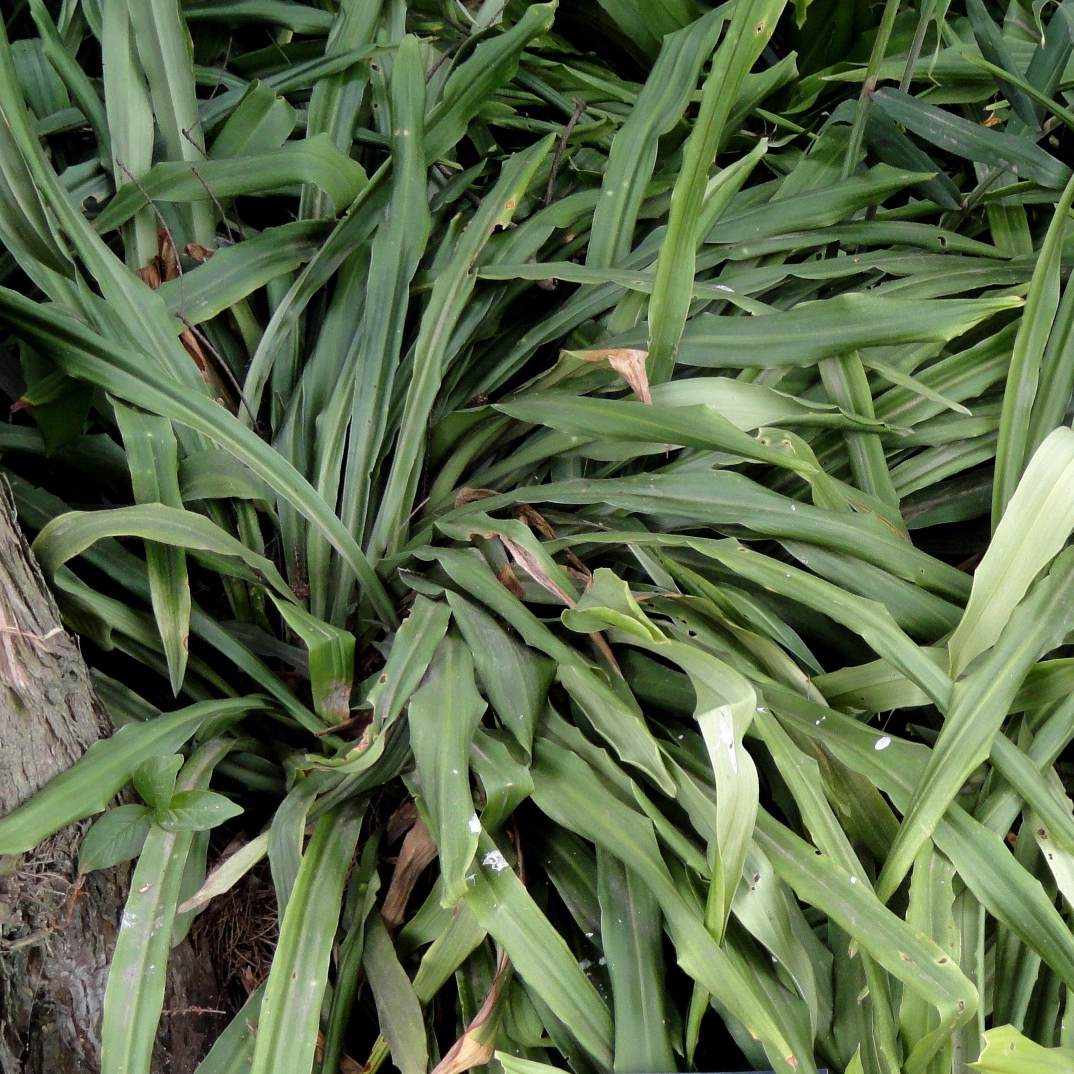 Japanese Sacred Lily — Wanderlust Nursery